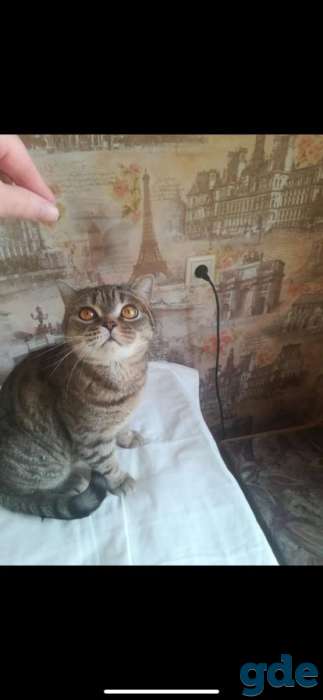 Отдам британскую кошку даром., фотография 1