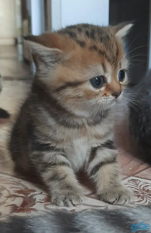 Котята, фотография 2