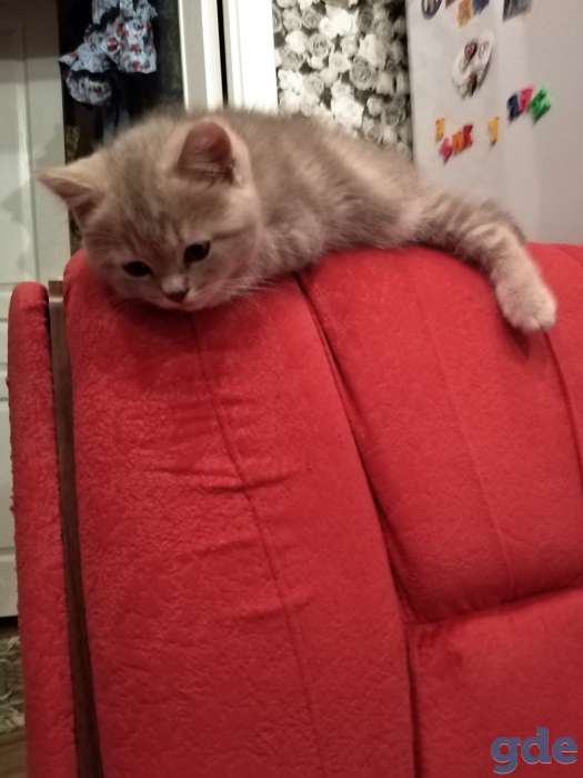 Шотландские плюшевые котята, фотография 3