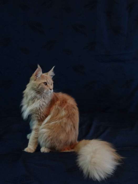 Кошечка Мейн-кун, фотография 2