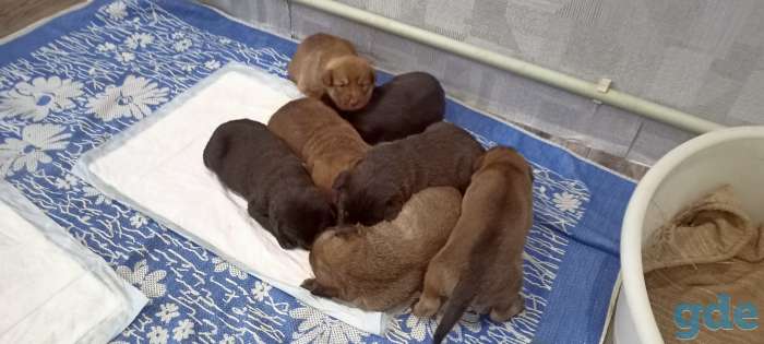 Щенки к резерву, фотография 1