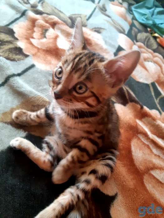 Бенгальский  котик, фотография 4