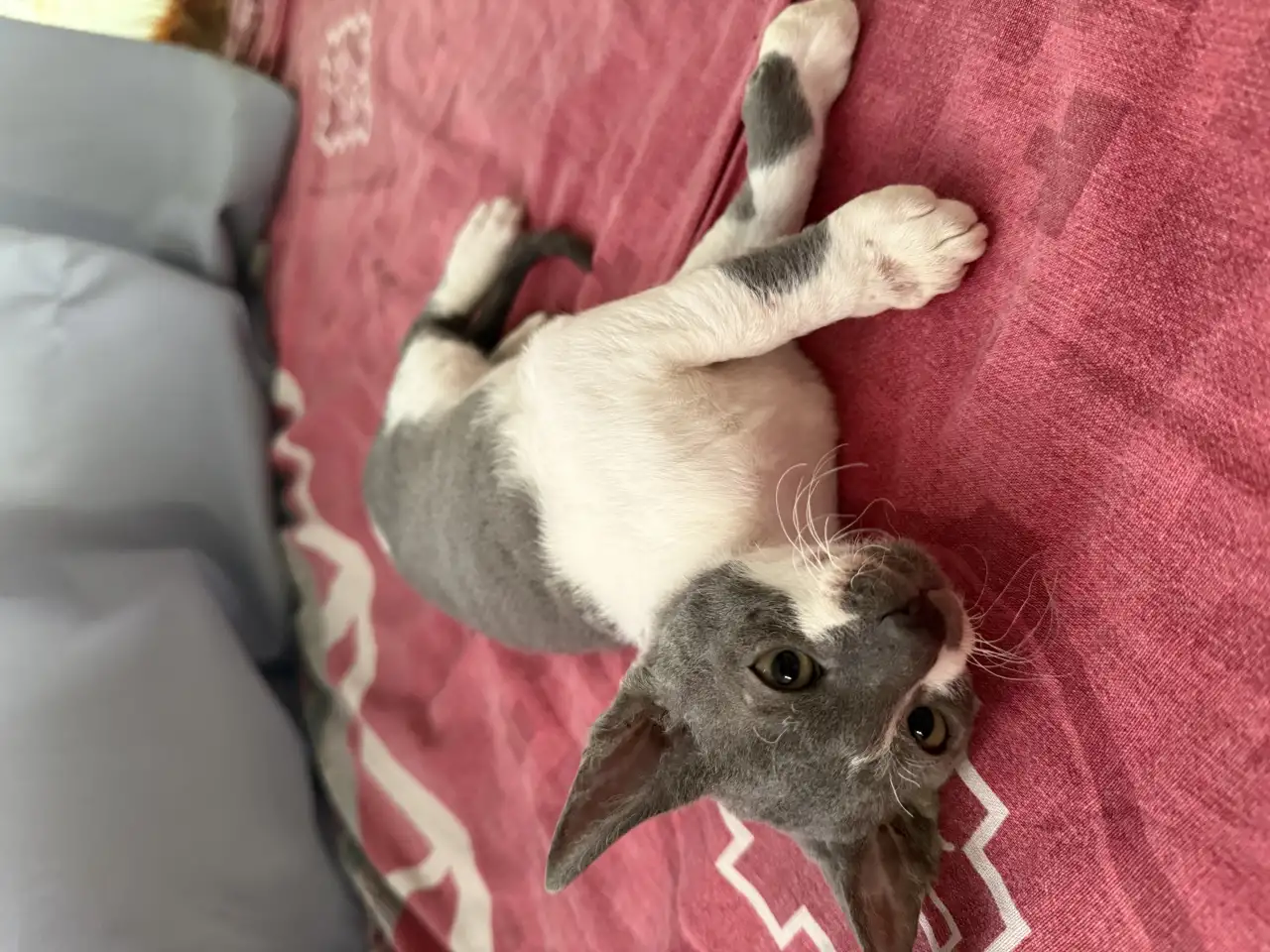 Котята Корниш-рекс, фотография 4
