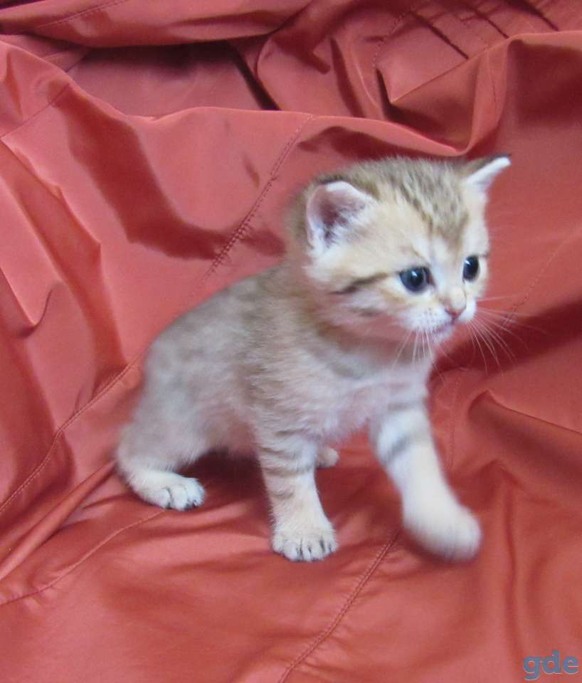 шотландские котята, фотография 4