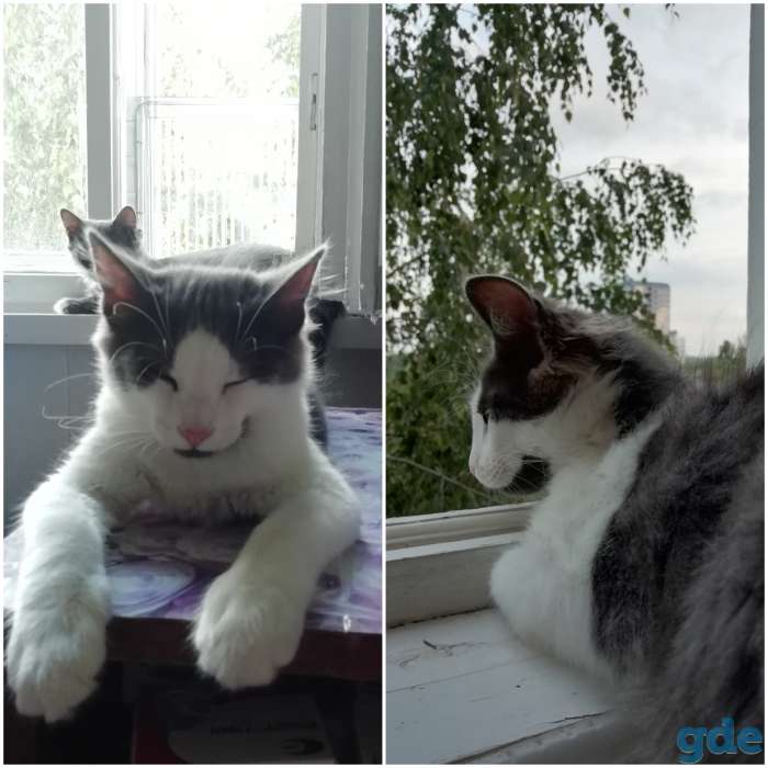 Очаровательный Котенок - зайка в дар, хорошие руки, фотография 5