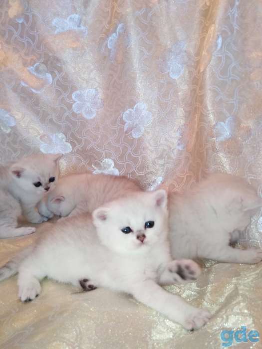 Чистокровные шотландские котята, фотография 2