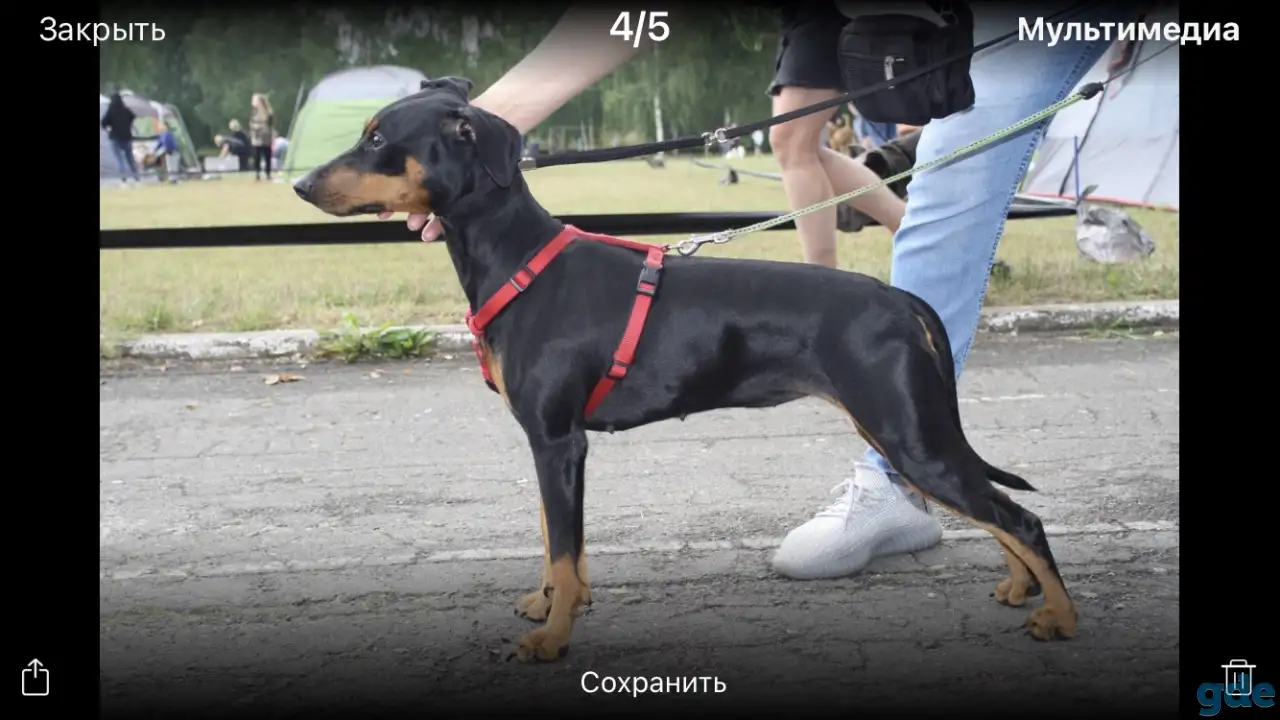 Немецкий Пинчер, фотография 2