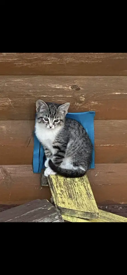 Котята, фотография 5