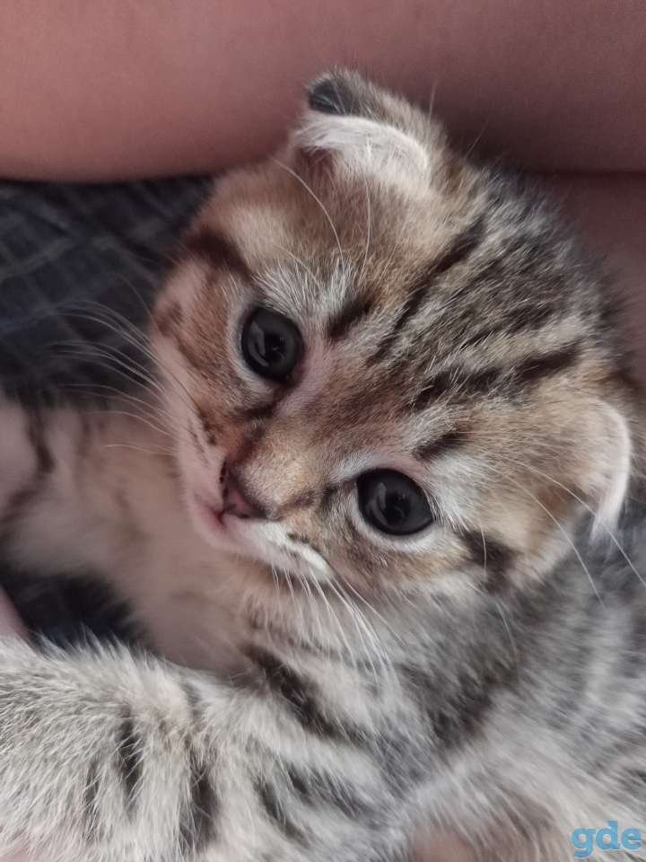Красивые котята, фотография 5