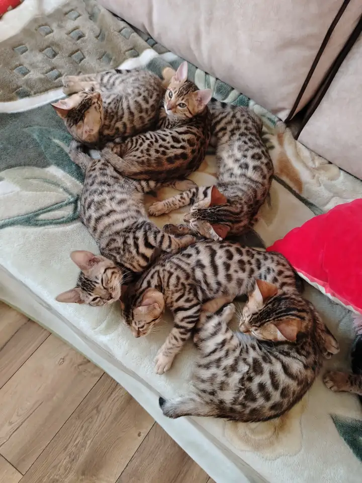 Бенгальские котята, фотография 2