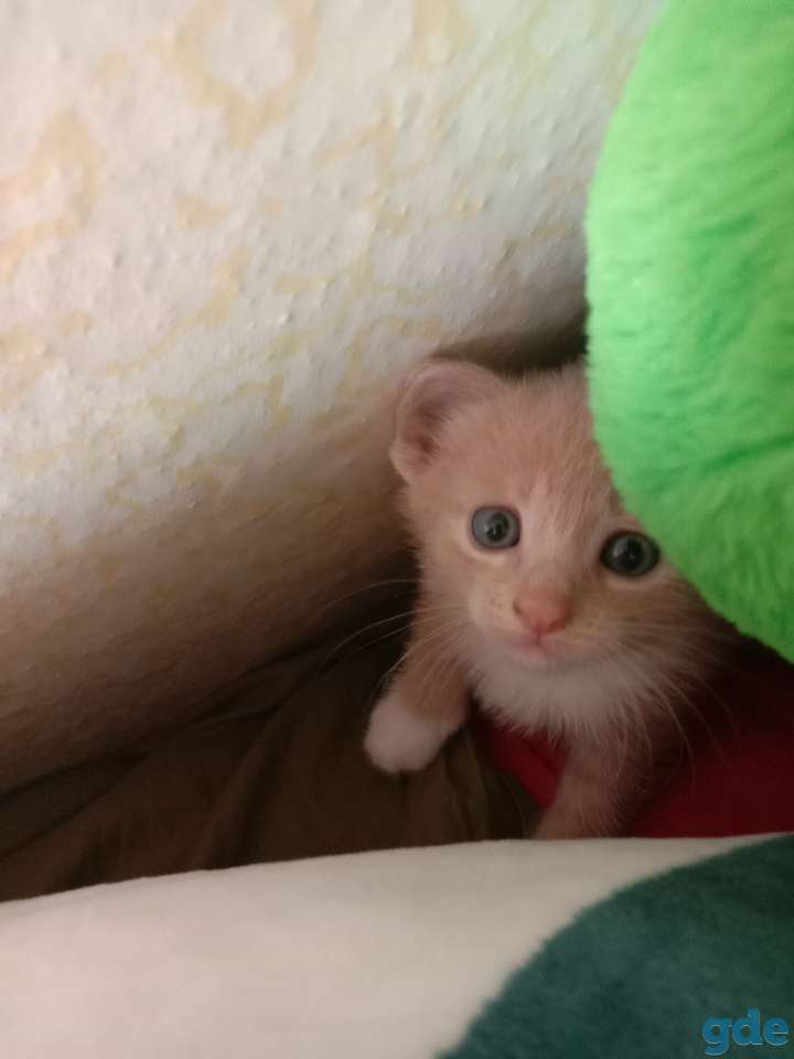 Котята, фотография 1