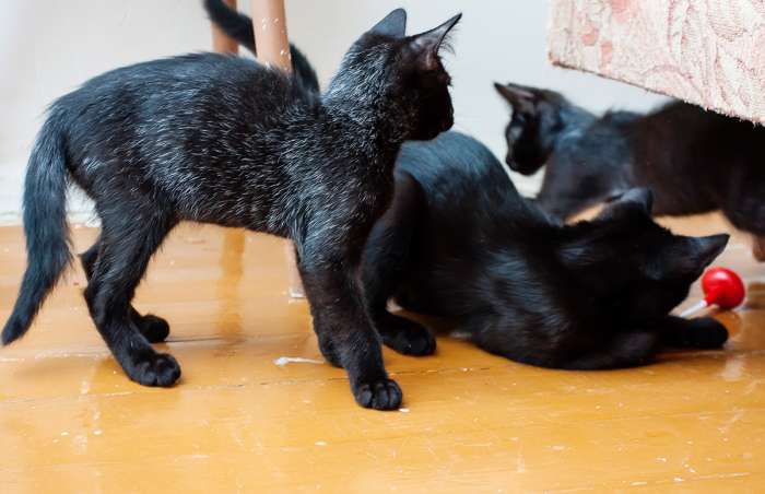 Котята в любящую семью, фотография 5