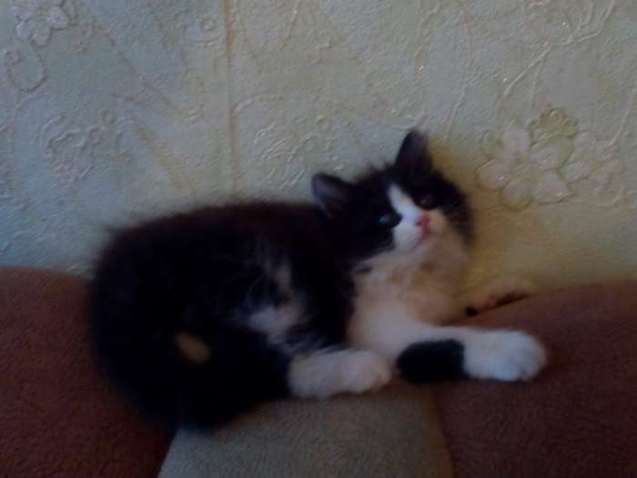 Котята, фотография 1
