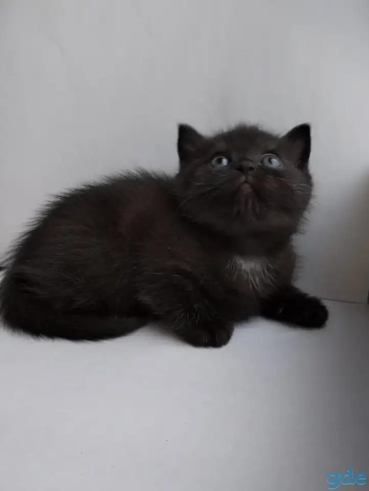 Скоттиш-страйт, шотландцы, фотография 10