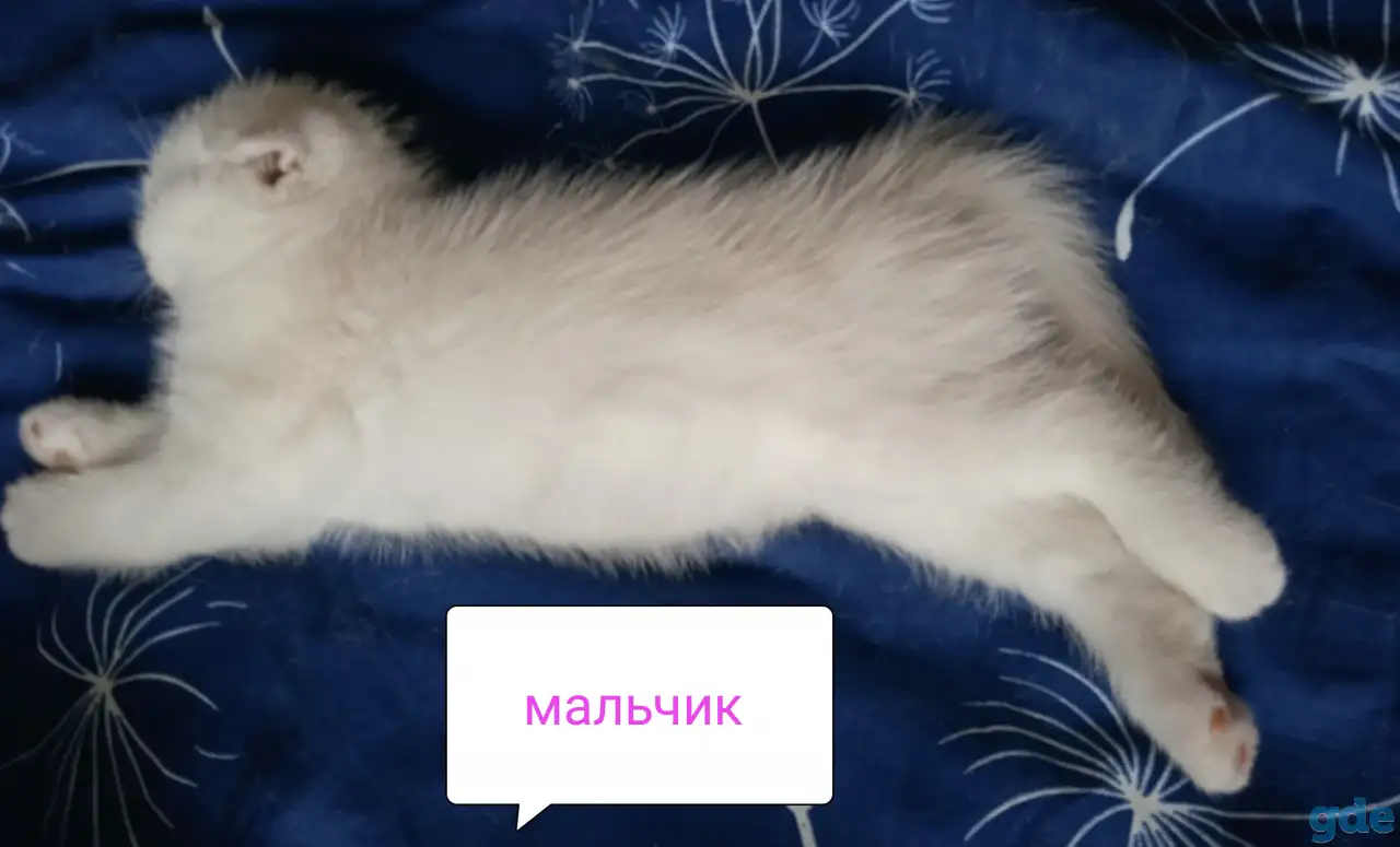 Шотландские котята, фотография 7
