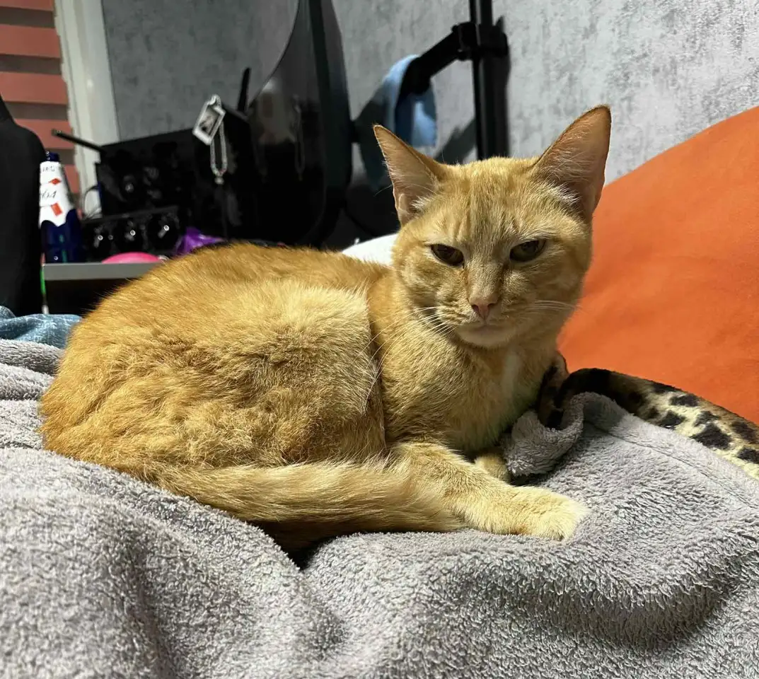 В ДАР КОТИК, фотография 2