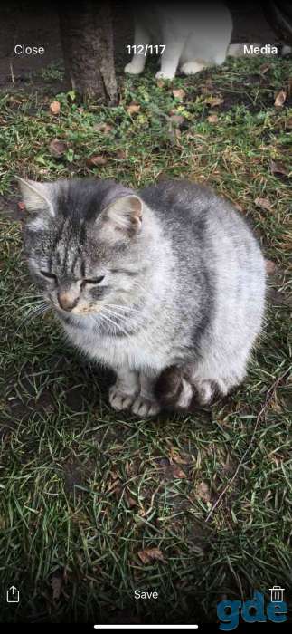 Кошка, фотография 3