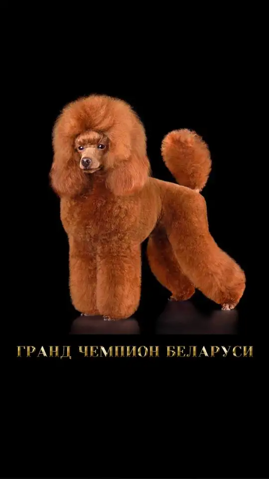 Шикарный, максимально титулованный и здоровый кобель, вязка, фотография 4