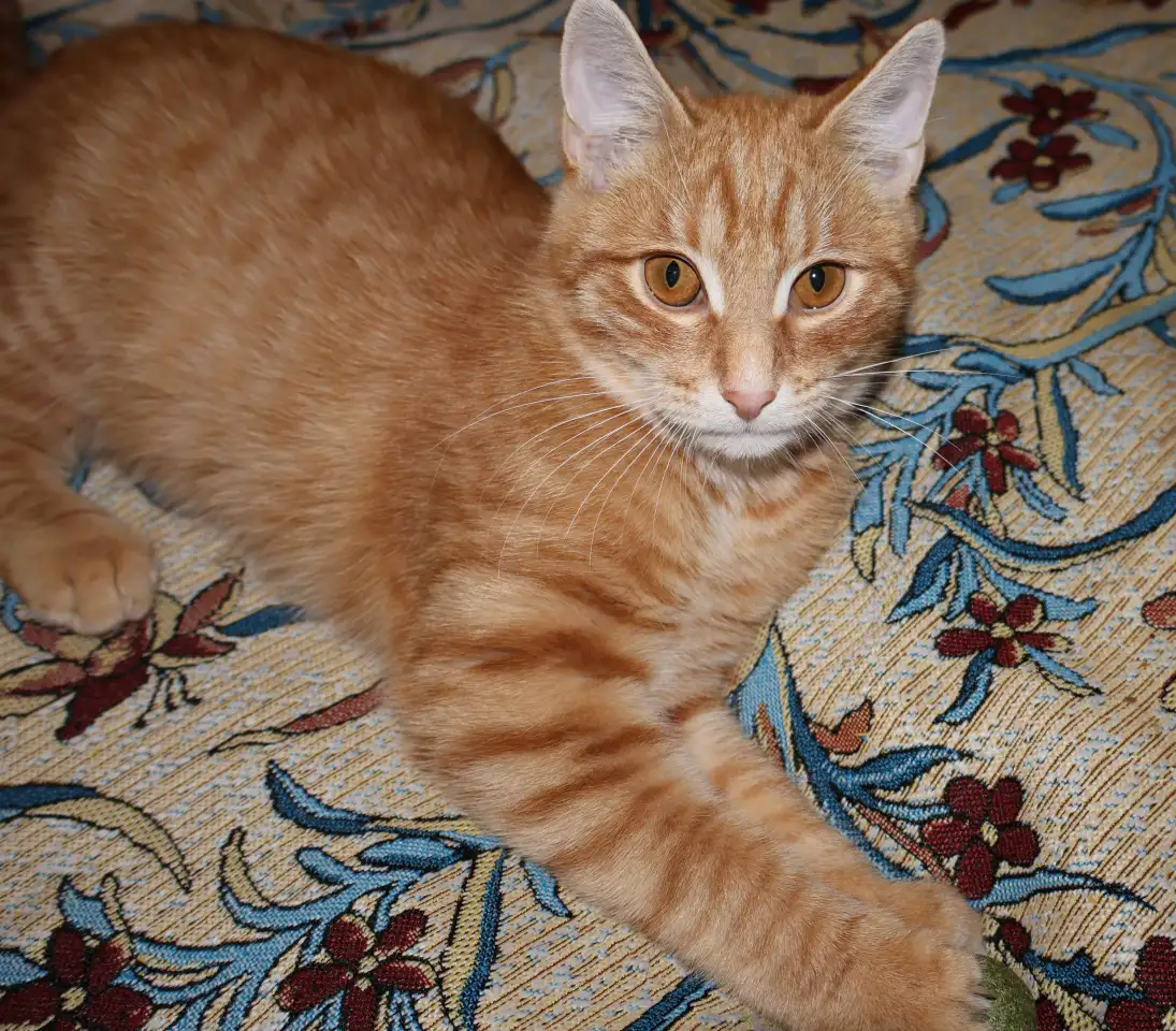 Домашний котенок 4 мес. Любит спать на ручках, добрый, очень нежный, фотография 12