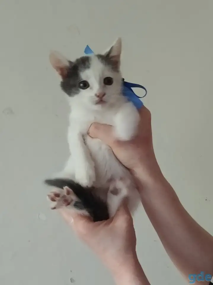Отдам котят в добрые руки, фотография 3