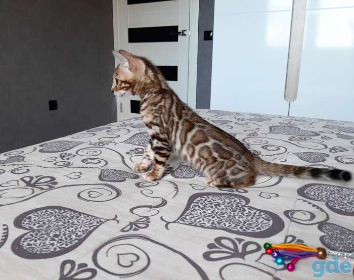 Бенгальский котёнок, фотография 2