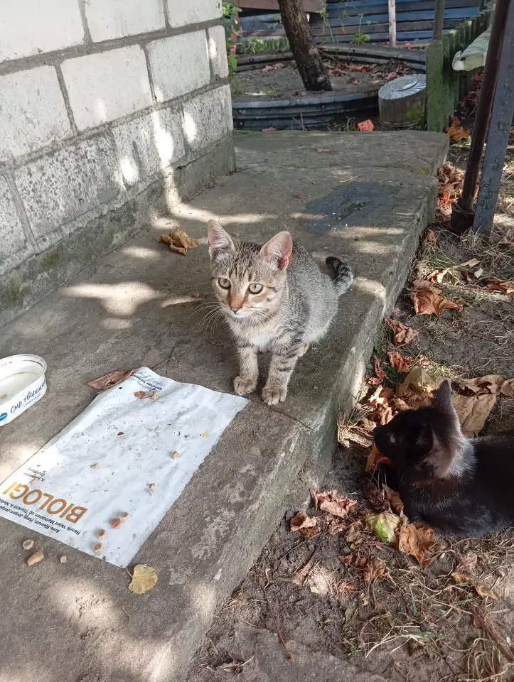 Котенок в дар, фотография 5