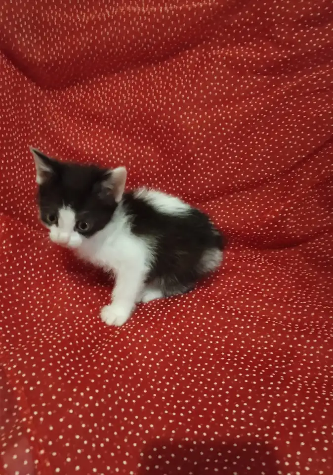 Красивые котята в дар, фотография 4