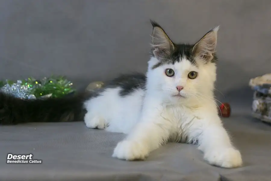 Мейн-кун котёнок  мальчик, фотография 1