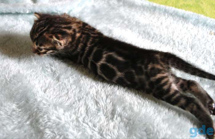 Бенгальские котята, фотография 5
