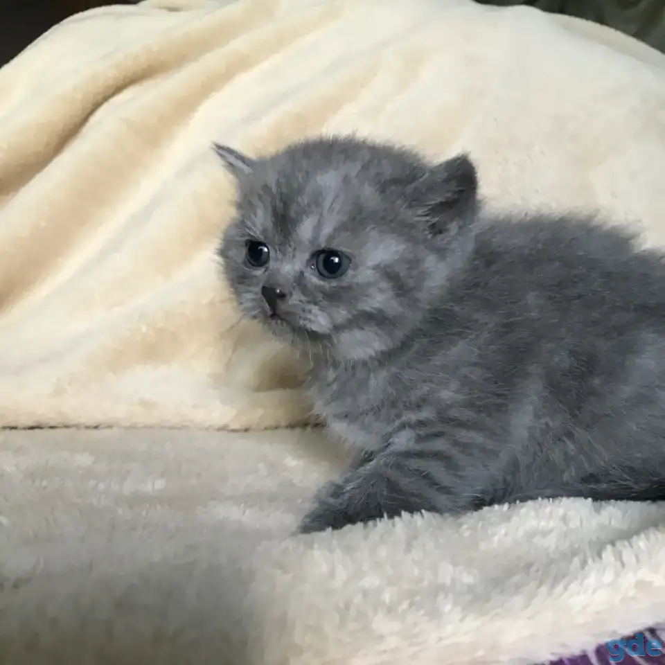 Шотландские вислоухие котята, фотография 5