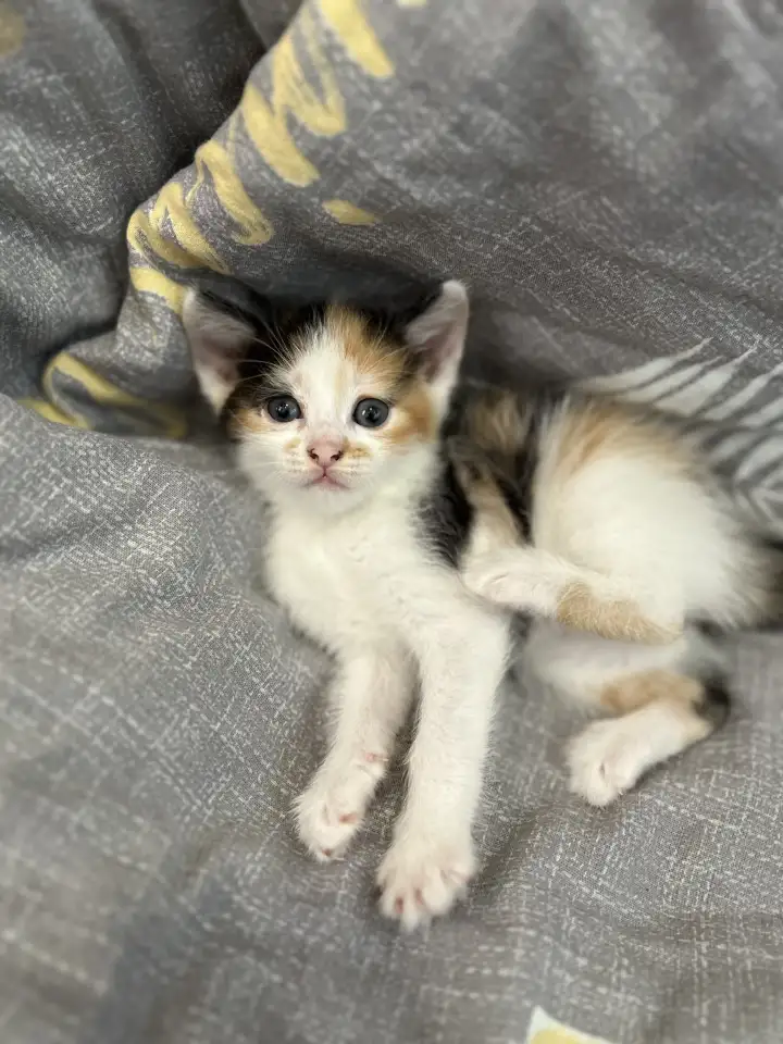 Продажа котят, фотография 4