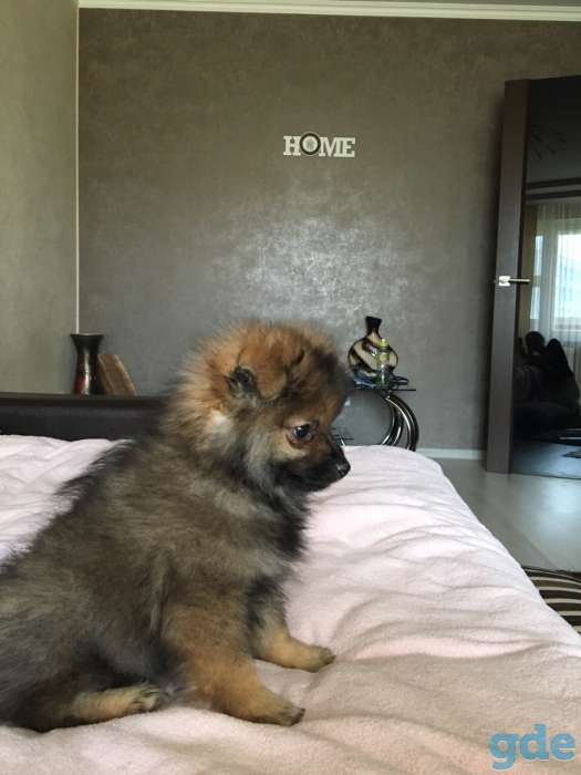 Продам щенка померанского шпица, фотография 2