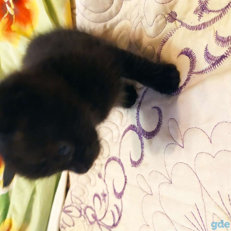 Пасхальный котенок в добрые руки, фотография 1