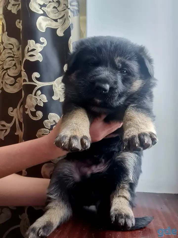 Продам щенка немецкой овчарки, фотография 3