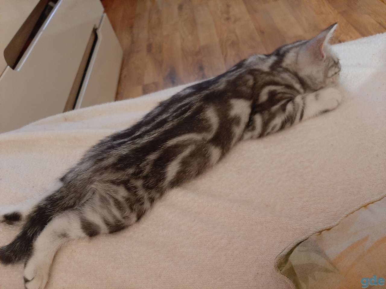 Шотландские котята, фотография 8