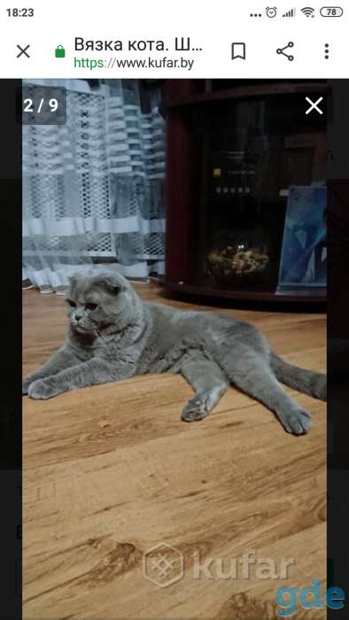 Шотландские котята, фотография 12