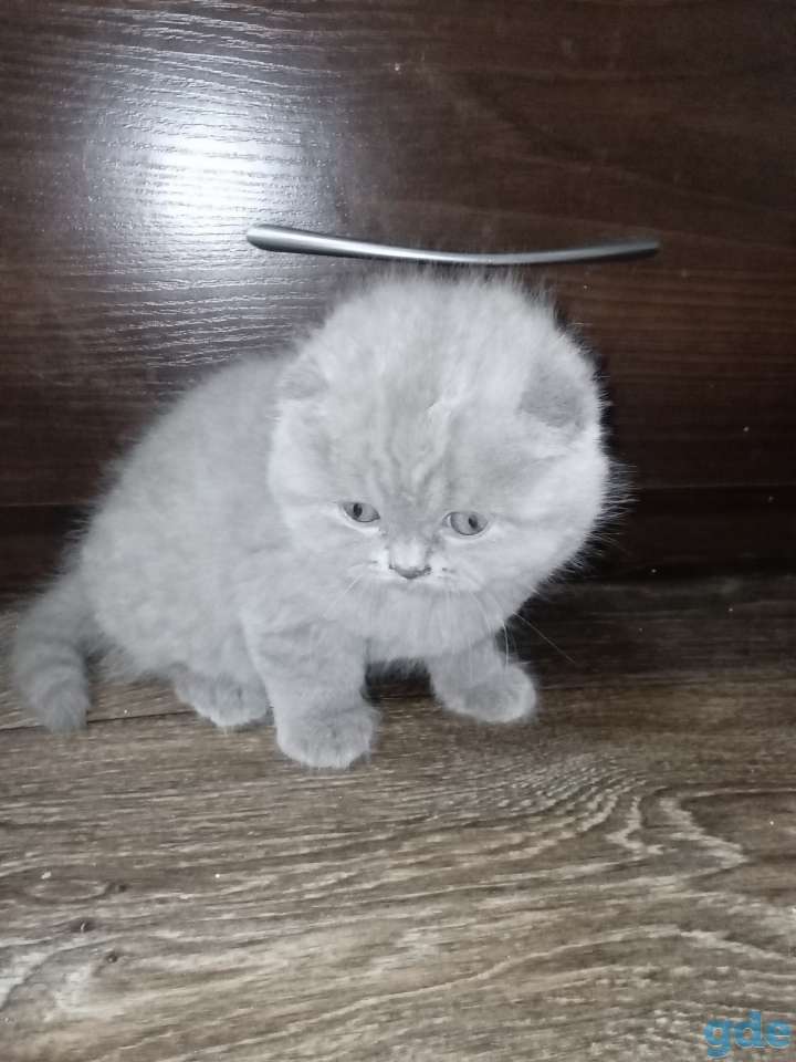 Шотландский котенок, фотография 2