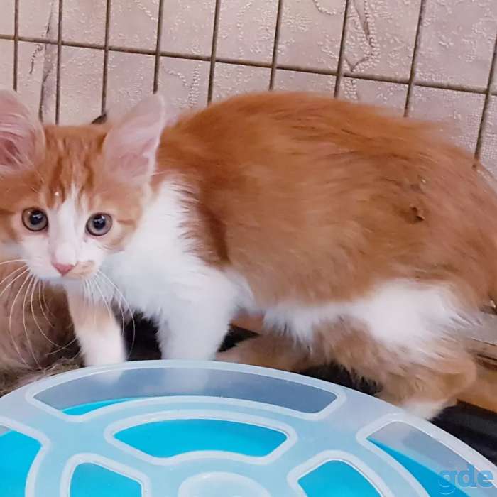 Котята бесплатно., фотография 5