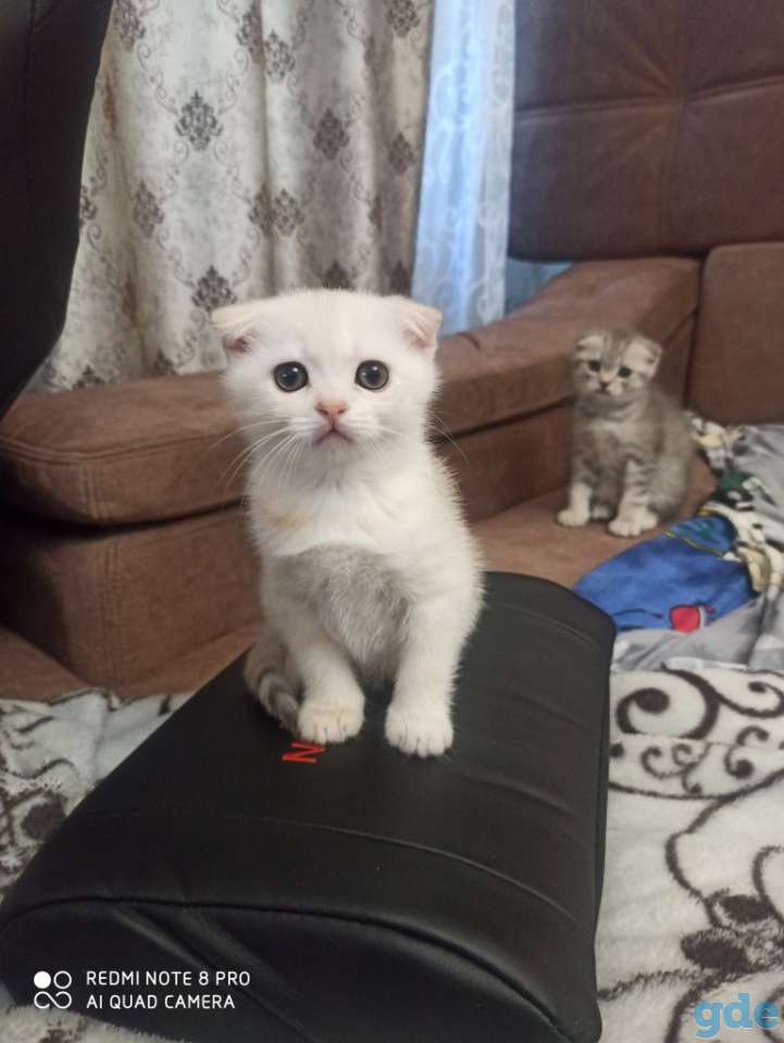 Шотландские вислоухие, фотография 3