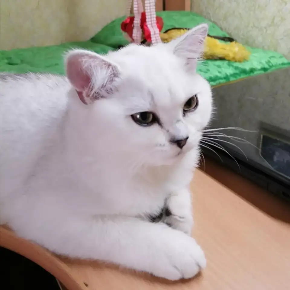 Британские серебристые котята, фотография 3