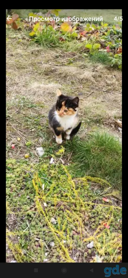 Котенок девочка, фотография 3