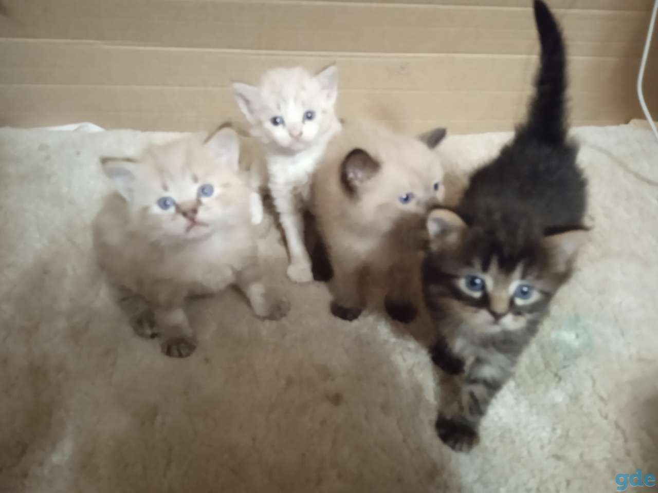 Котята в дар, фотография 1