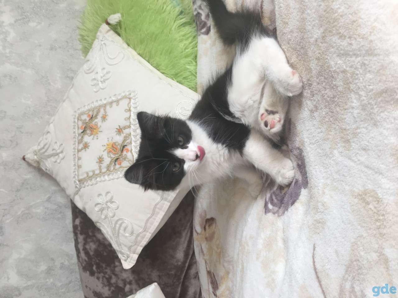 Котята, фотография 5