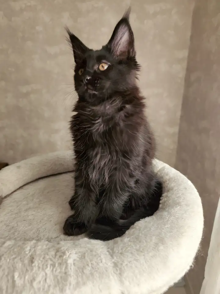 Котятa Мейн Куны из серцифицированного питомника, фотография 2