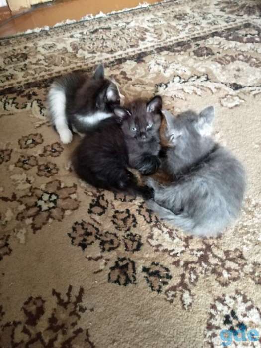 Дарю котят., фотография 1