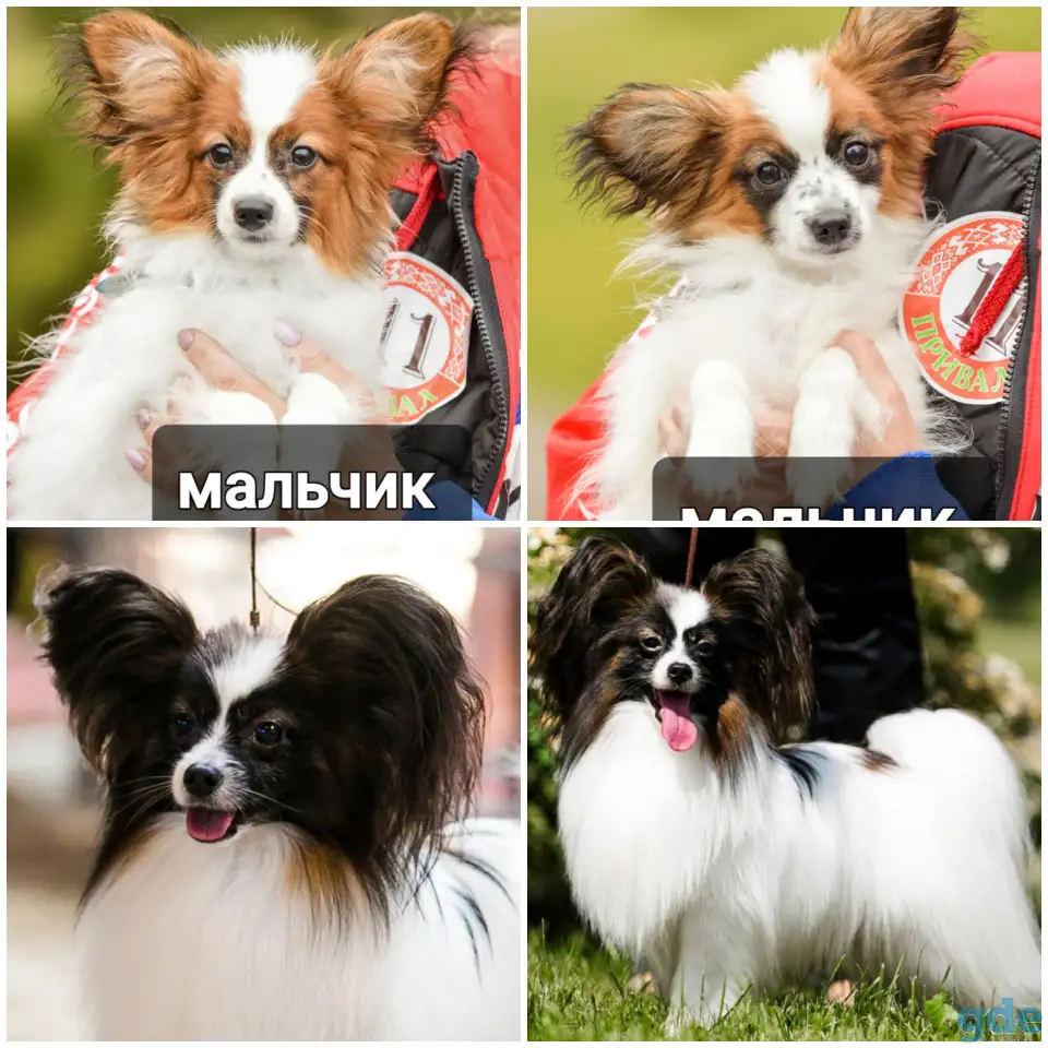 Щенки папильона, фотография 1