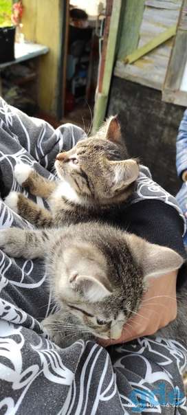 Котята ищут дом или передержку, фотография 3