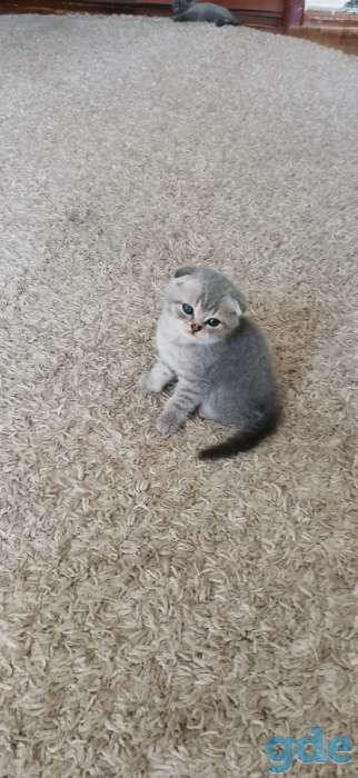 Продам породистых шатландских вислоухих котят, фотография 2