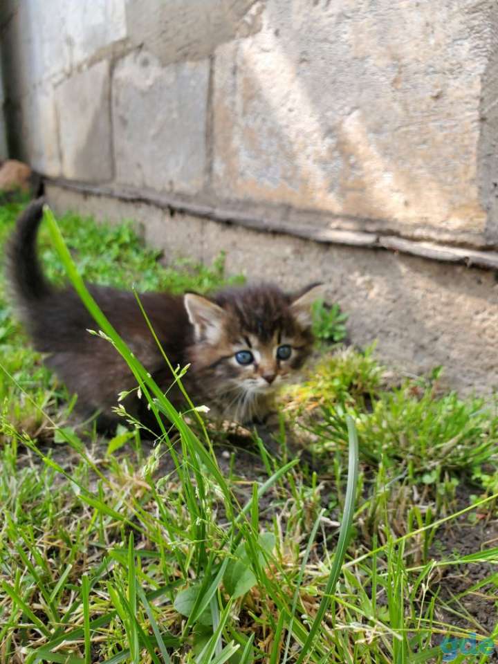 Котята бесплатно, фотография 1