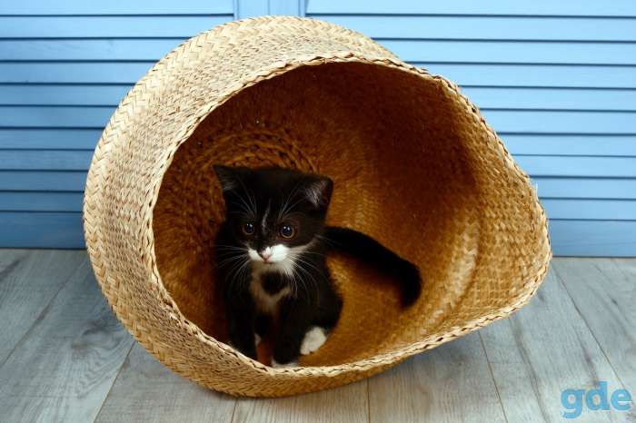 Котятка в самые добрые руки, фотография 2